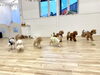みんなで走ります🏃‍♂️「ましゅまろ幼稚園🐾」