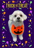 「Dog salon mofu mofu　余市町」