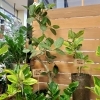 「【はなやホック皆生店】夏のインテリアに涼やかな観葉植物を飾りませんか？」