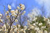 「春とキャンプと咲かない桜」