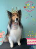 「Dog salon mofu mofu　余市町」