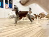 どどどっ💨「ましゅまろ幼稚園🐾」