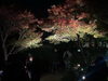 「山本亭・柴又公園ライトアップ2024🌟2024年11月23日（祝土）24日（日）17時～21時🌟地域リポーター【ママ特派員】さんによる取材😊」