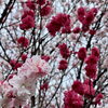 「道の駅木曽福島『花桃』花吹雪」