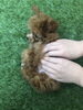 やさしいタッチでお腹や胸をさすって♡「ぱぱ＆まま募集中　╰(*´︶`*)╯♡」