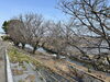 桜はまだまだつぼみ状態。これからというところです「菜の花がひろがる、中山川の河口（2024年3月22日）」