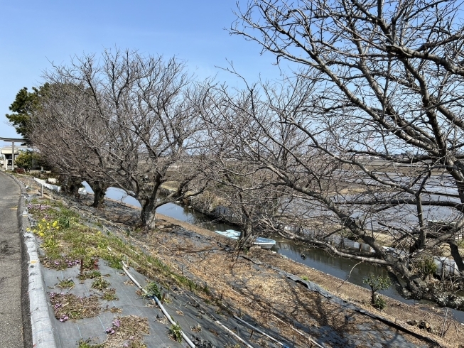 桜はまだまだつぼみ状態。これからというところです「菜の花がひろがる、中山川の河口（2024年3月22日）」