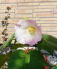 1日後「大切にしていたら咲きました」