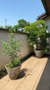 「植え替え一例(*´-`)」