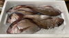 「ハラコ販売中でーす‼️鮮魚パックいろいろ販売中‼️〆鯖も販売致します🐳」