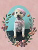 「Dog salon mofu mofu　余市町」