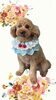 「Dog salon mofu mofu　余市町」