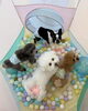 みんな仲良しだね💕「ましゅまろ幼稚園🐾」