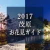 茂原お花見ガイド2017
