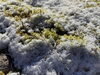 杉苔につもる雪「今シーズン、本日11月28日、林鉄バイクの運行最終日です。」