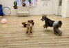 みんなでじゃれっこ＆追いかけっこ中〜　仲良し💕「ましゅまろ幼稚園🐾」