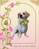 「Dog salon mofu mofu　余市町」