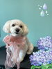 「Dog salon mofu mofu　余市町」
