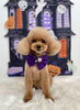 モカちゃん「Happy Halloween 2026🎃」
