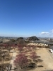 静かな空間と色鮮やかな梅の花「バレンタインデー」