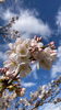 「⌘⌘⌘　スクールの桜　⌘⌘⌘」