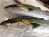 「魚魚市場鮮魚コーナーおすすめは「レンコダイ」です♪」
