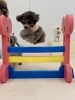 ペルルちゃんハイジャンプ💨💨「ましゅまろ幼稚園🐾」