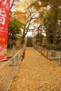 「12月の七五三・二宮神社様での紅葉撮影がおススメ！」