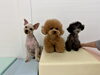 クーくん♡くまくん♡ハルくん「ましゅまろ幼稚園🐾」