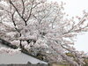 「【西条市 丹原町久妙寺】久妙寺の桜が満開です！」