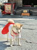 福島八幡宮に住む 豆柴の巫女犬シロちゃん🐕「福島八幡宮新キャラクターブラックシロちゃん誕生🐶夢は宮司さん⁉意外な素顔を公開✨」