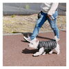 「3月4月のお休み★犬の社会化★犬の保育園♪犬のトリミングHappyTail」