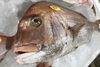 「魚魚市場鮮魚コーナーおすすめは「イサキ」です♪」