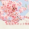 大阪南部で桜満開！お花見スポットまとめ【岸和田・和泉・泉大津・忠岡・泉佐野・貝塚・熊取周辺】穴場も紹介【2025年最新版】