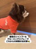 お出かけにはスプレーを「native neemペットシャンプーでふわふわもふもふ」