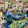 「山菜『コシアブラ』地元産たくさん入荷してます！道の駅木曽福島」