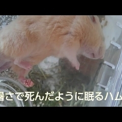 【ハムスターおもしろ可愛い】夏バテするとどうなる…？Hot and dying cute funny hamster　＃17