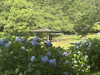 「【新居浜市・池田公園】水辺に咲く涼やかな紫陽花が見頃を迎えています✨」