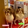 看板犬たちもよろしくお願いします🐶「スズキ自販愛媛初売りフェア大盛況🥳沢山のご来店、ご成約ありがとうございました🥰」