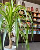 はっぱ堂のリースサービス「ANIMAL BASKETさまのレンタル観葉植物を入れ替えました【2週間ごとの交換プラン】」
