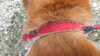 「迷い犬を保護しています【西条市西部支所　環境課　生活環境係】」