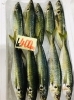 「魚魚市場鮮魚コーナーおすすめは「ヒラアジ・青アジ」入荷しました♪」