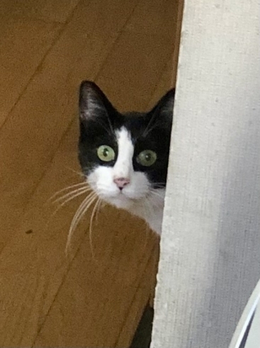 猛暑でも上手にお留守番〜ママ猫 くろちゃん「猫ちゃんは涼み上手!」
