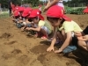 「大根の種まきの様子」