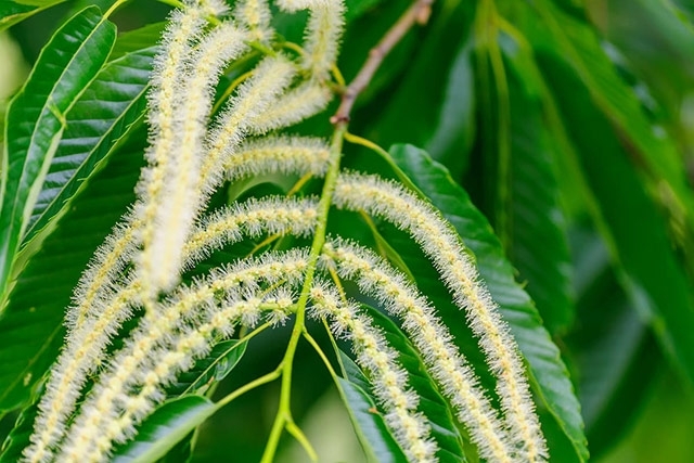 栗の花です。「実」は見た事あるけれど…「秋の味覚「クリ」栄養価満点の「クリ」クリの美味しい季節がやって来ました。」