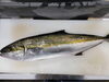 ヒラス「今が旬！　脂ののった高級魚、ヒラスを贅沢に丼にしました💁‍♂️」