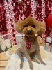 トイプードル　モヒカンカット写真「🐶トイプードル、トリミングのお友達❤️」