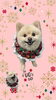 「Dog salon mofu mofu　余市町」
