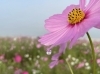 21年10月15日撮影 コスモス開花状況 コスモスアリーナふきあげ 埼玉県鴻巣市 鴻巣の花イベント情報 こうのす広場 鴻巣市