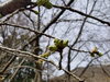 「大佐の桜はまだ蕾」